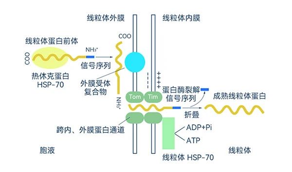 热休克卵白合成