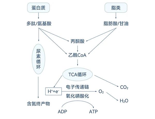 卵白质和脂肪酸的降解